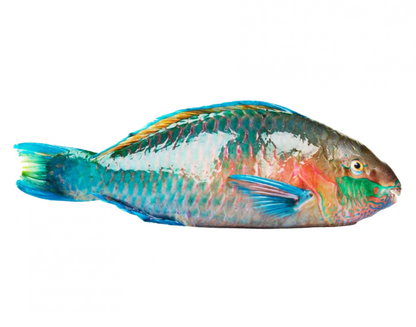 Frozen Parrot Fish 2kg