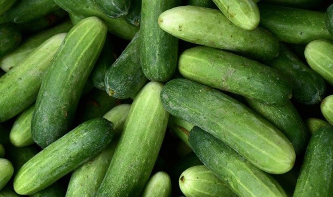 Fresh St Lucian Cucumber (Pack of 6)