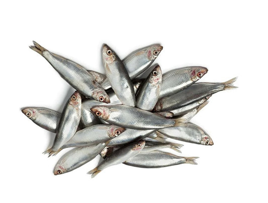 Fresh Sprats 2.2lbs