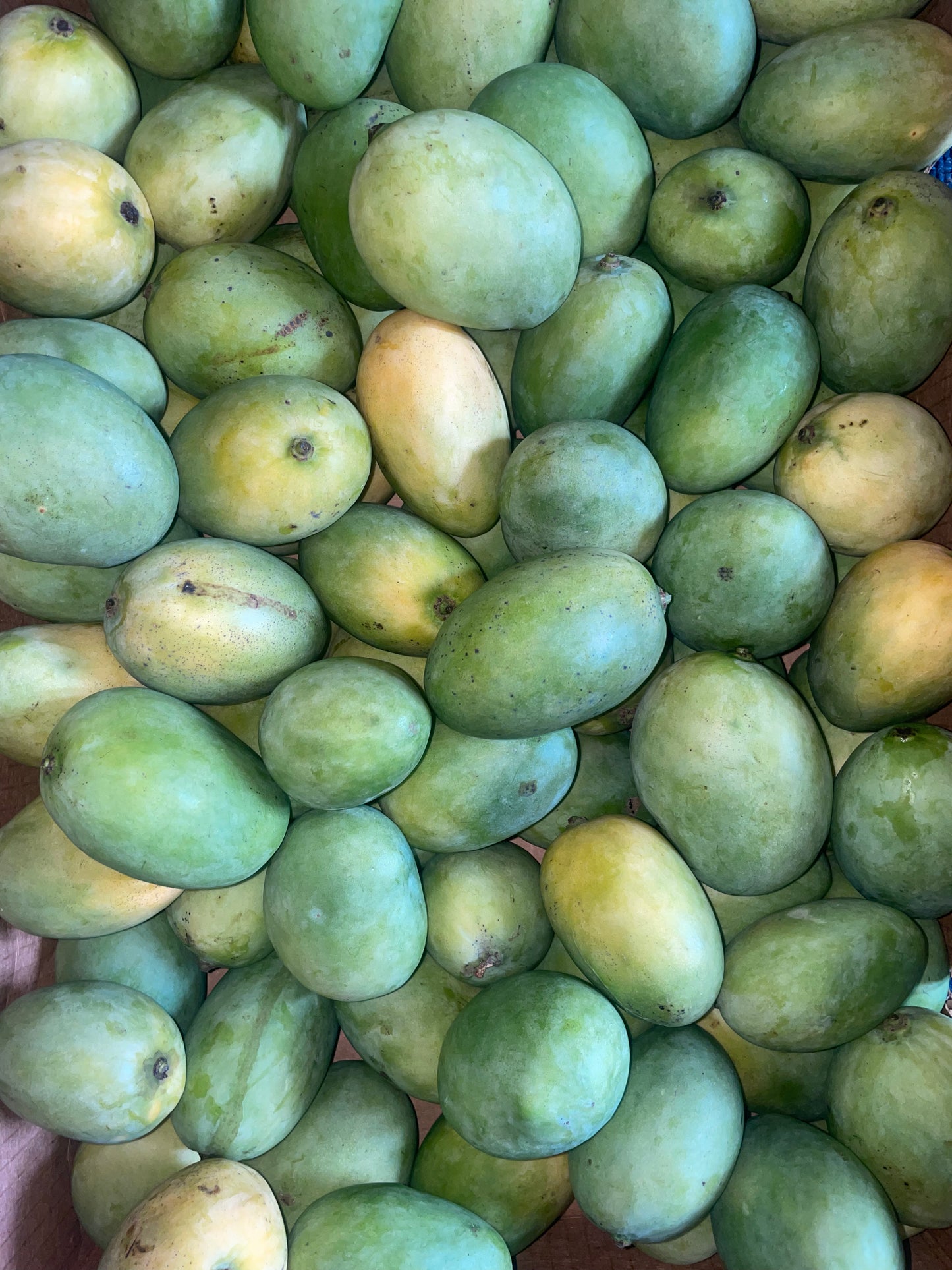 Fresh St Lucian Willie Mango