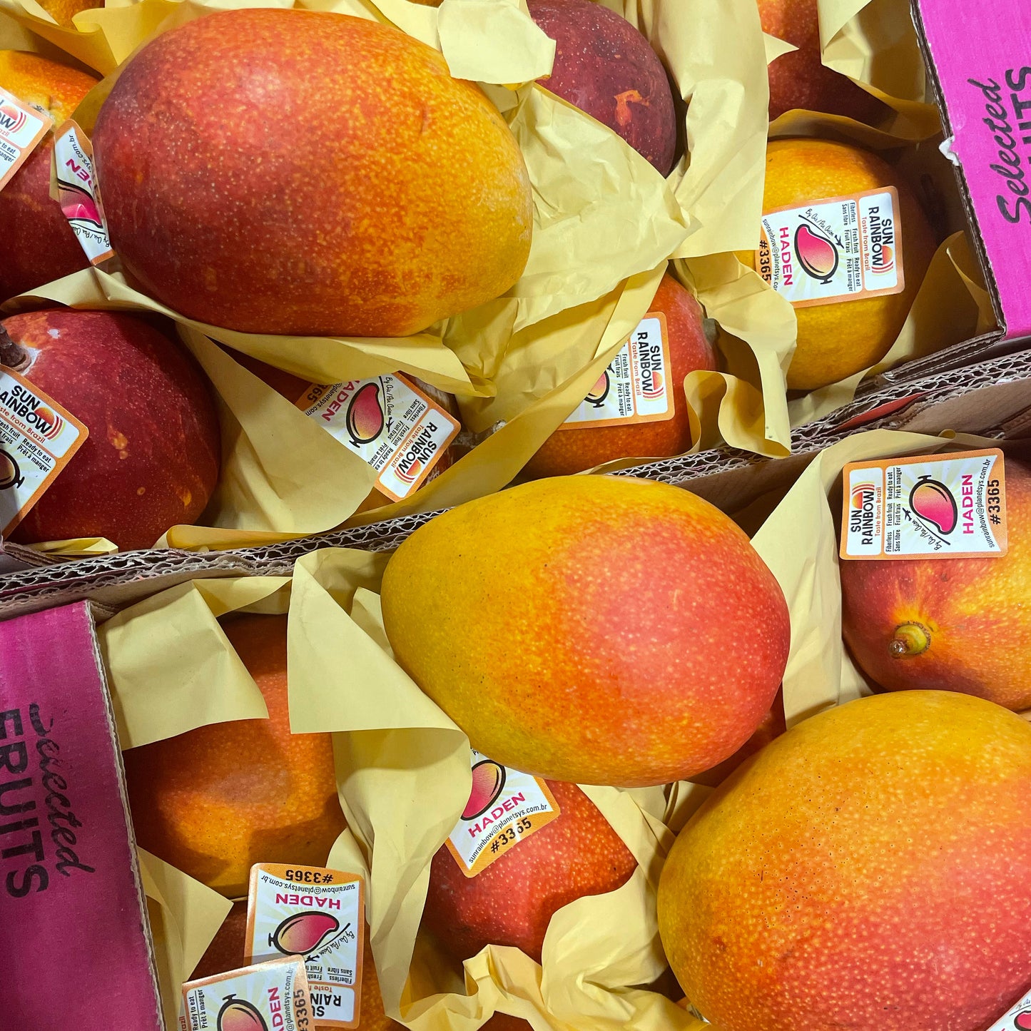 Fresh Haden | Norman Brazilian Mango