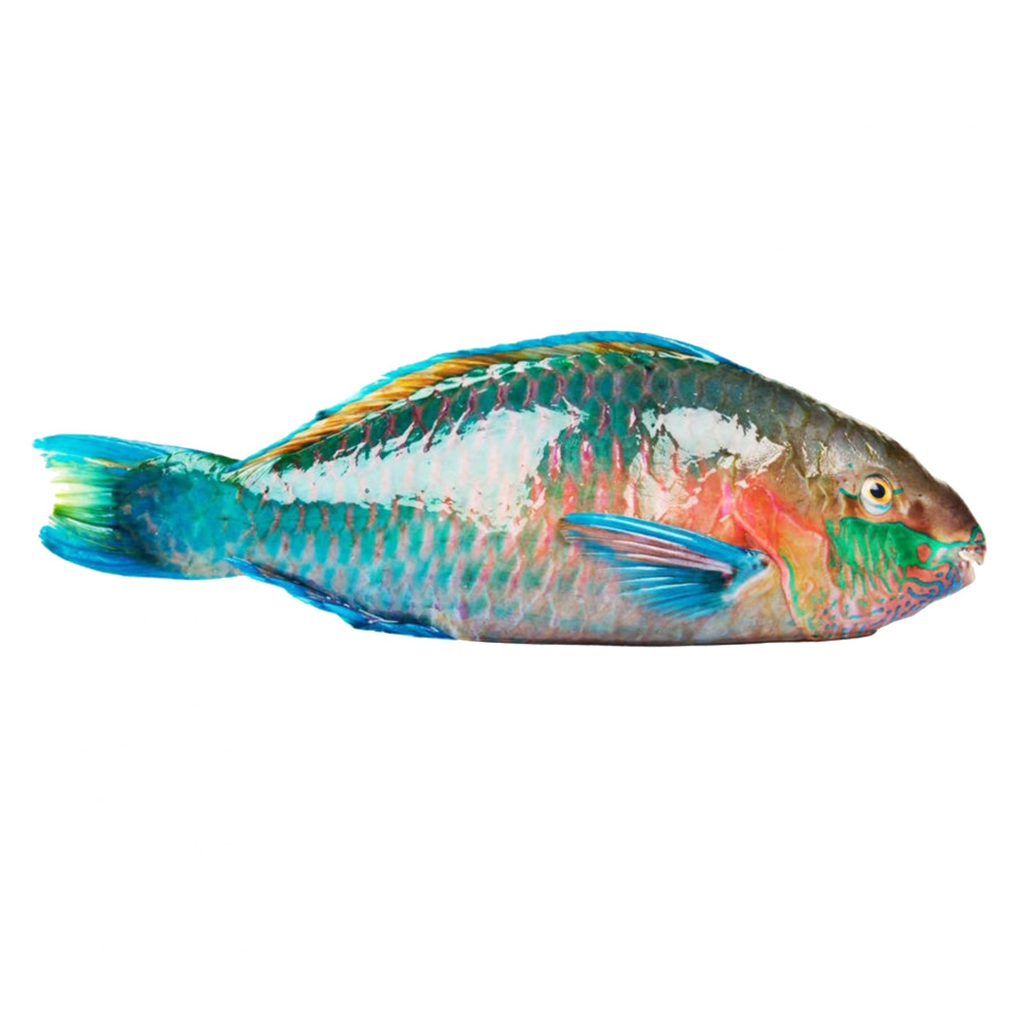 Frozen Parrot Fish 2kg