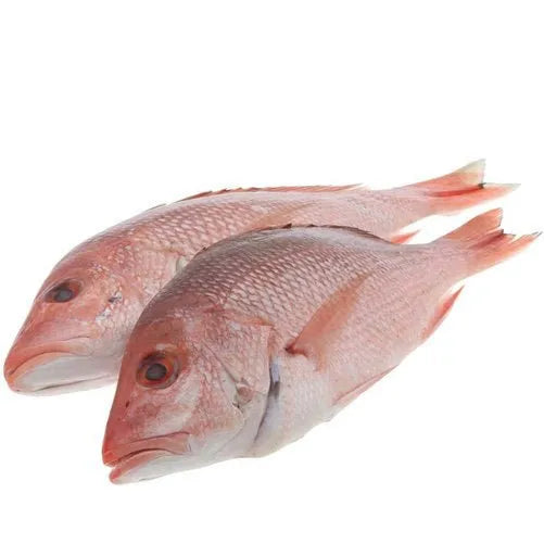 Fresh Frozen Red Snapper