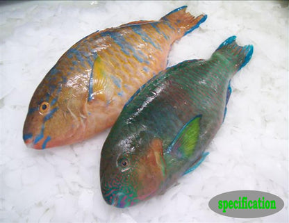 Frozen Parrot Fish 2kg