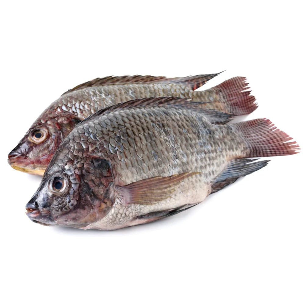 Fresh Frozen Tilapia 2.5kg